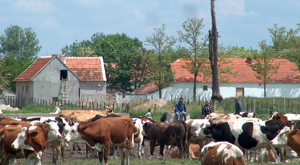 Кркобабић о Националном тиму за препород села Србије